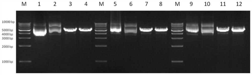 ShRNA for targeted interference of IL-33 expression, recombinant adenovirus vectors as well as construction method thereof, and application