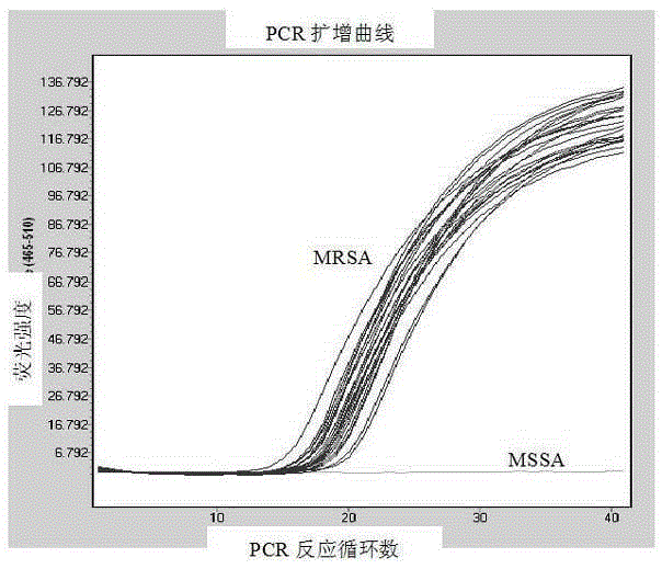 Primers and probes for detection of drug-resistant gene meca in methicillin-resistant Staphylococcus aureus