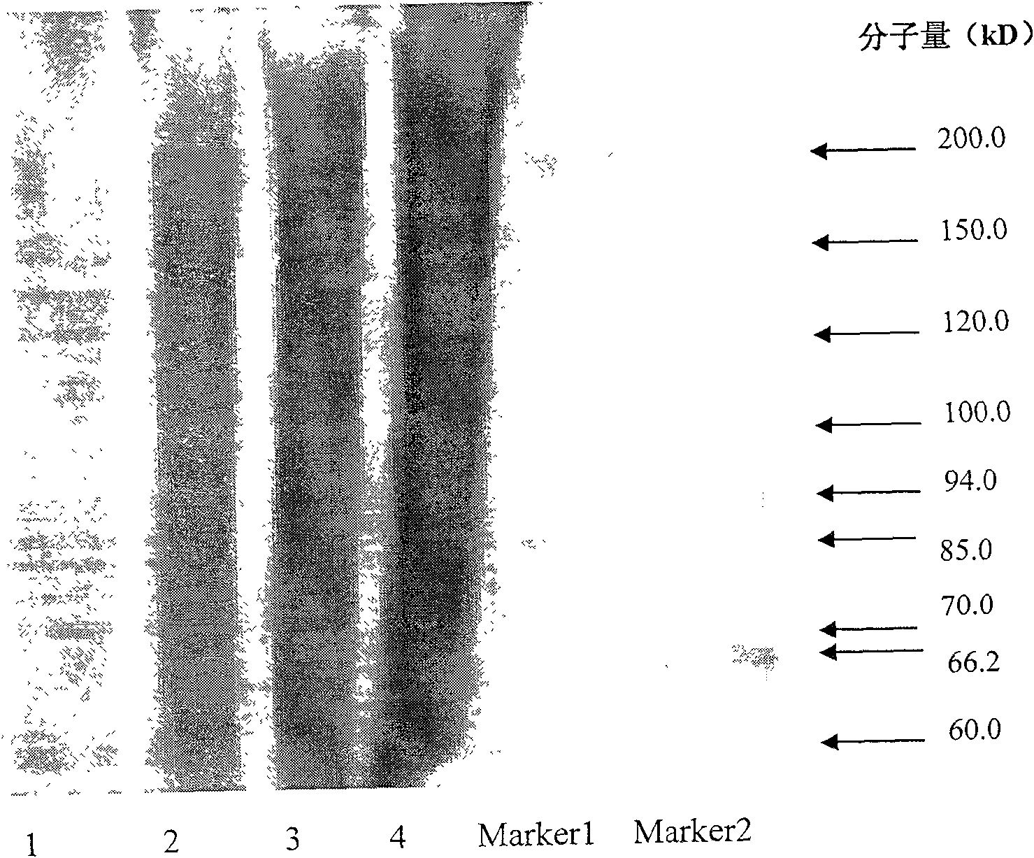 Antheraea pernyi silk fibrion biomedicinal material and the preparation method