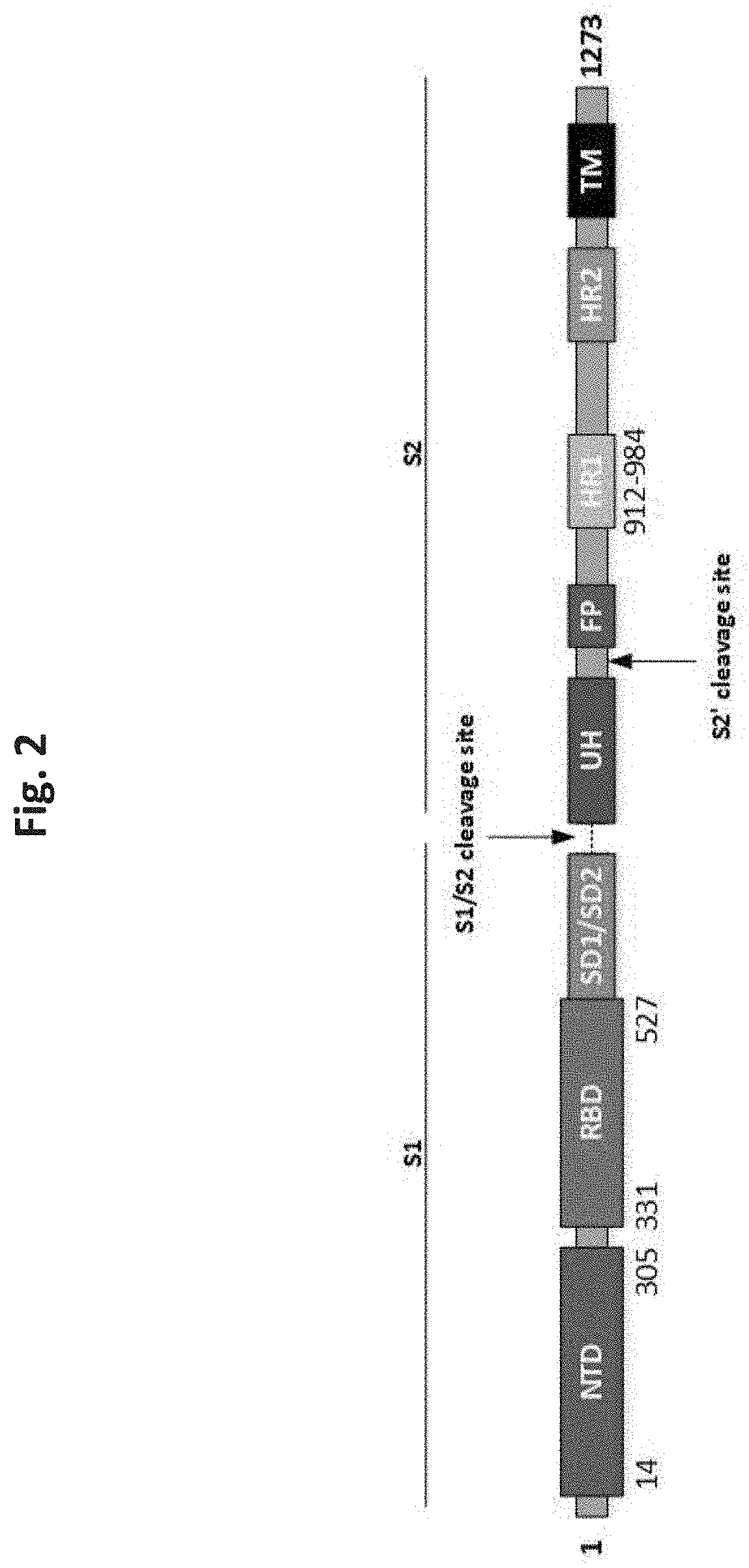 Coronavirus vaccine formulations