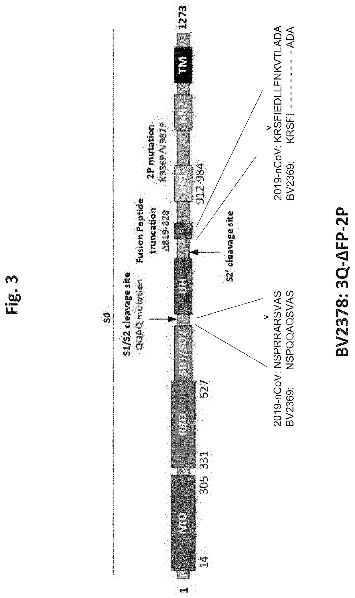 Coronavirus vaccine formulations