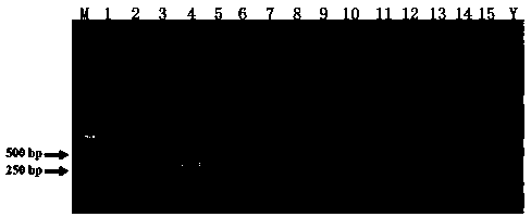 Primer for multi-PCR (Polymerase Chain Reaction) detection aiming at fusaria and application of primer