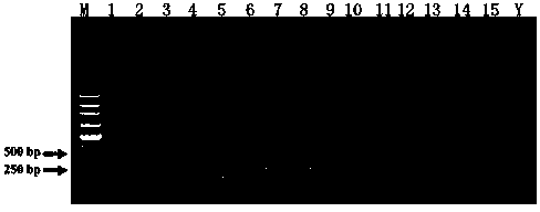 Primer for multi-PCR (Polymerase Chain Reaction) detection aiming at fusaria and application of primer