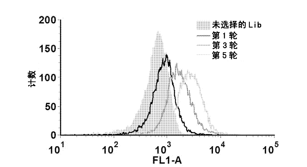 HER2 (Human Epidermal Growth Factor Receptor 2) protein nucleotide aptamer, complex composition and applications thereof