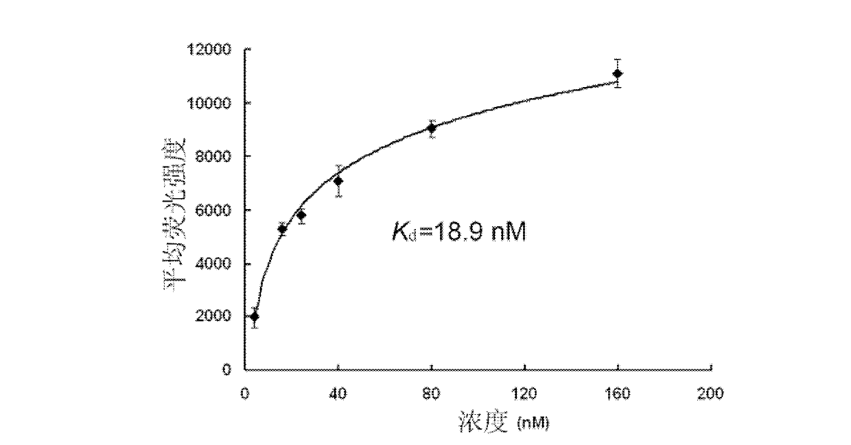 HER2 (Human Epidermal Growth Factor Receptor 2) protein nucleotide aptamer, complex composition and applications thereof