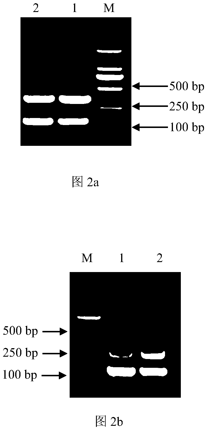 Nano PCR (Polymerase Chain Reaction) kit for simultaneously detecting enterohemorrhagic escherichia coli O45 and O145 and application thereof