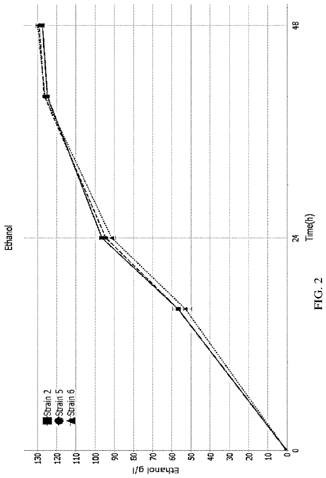 Genetically modified trehalase-expressing yeasts and fermentation processes using such genetically modified yeasts