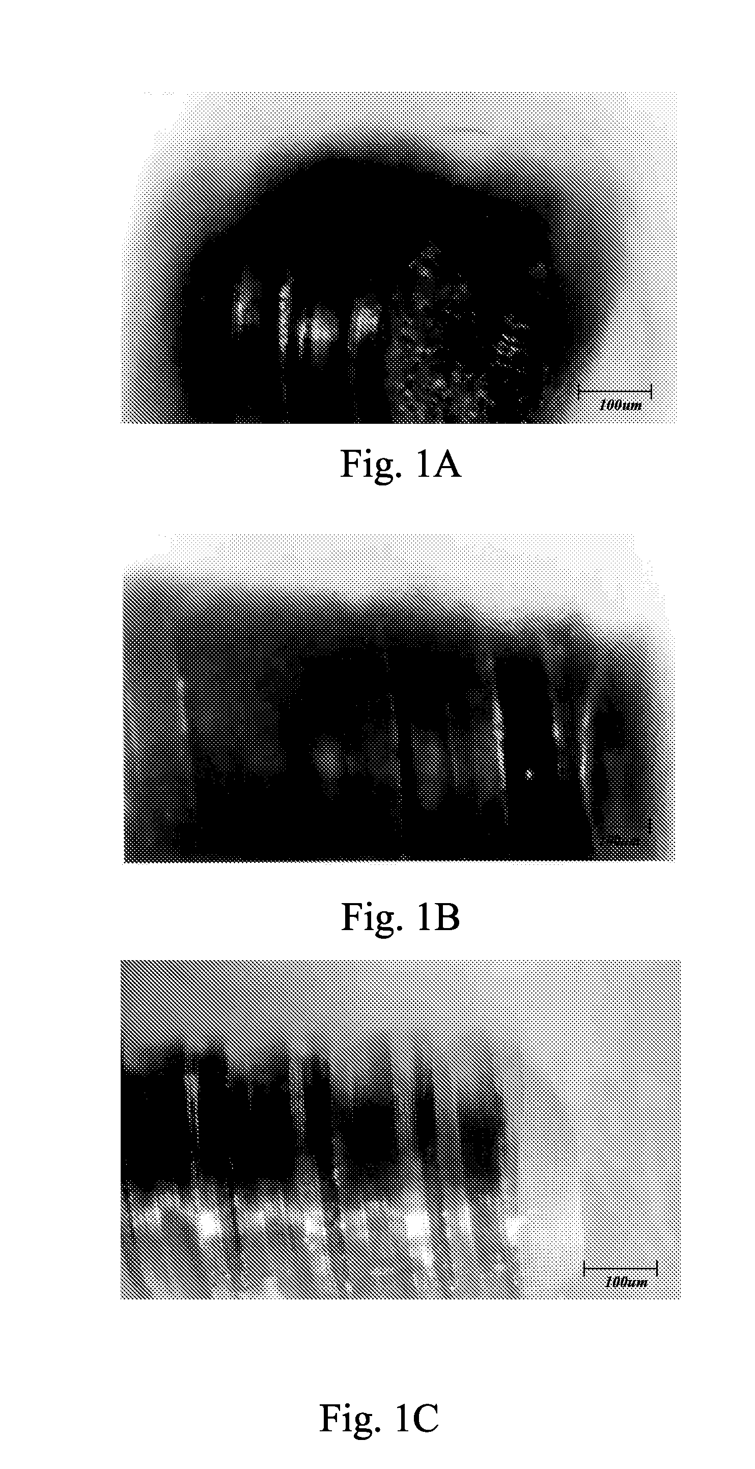 Method of inducing osteogensis and promoting osseointegration around an implant