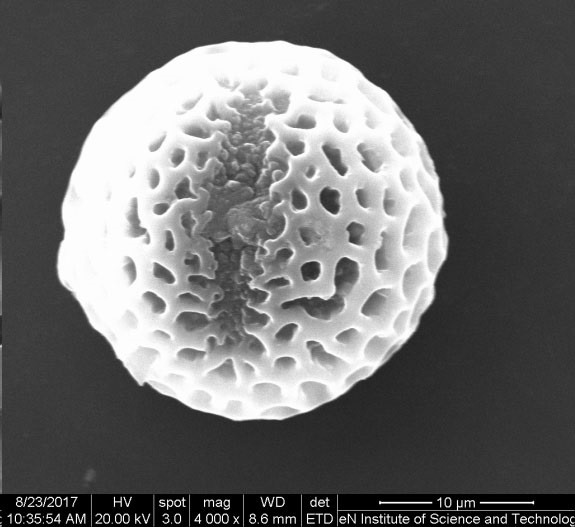 Synthesis of sno with the pollen of Ligustrum lucidum as a template  <sub>2</sub> Application in gas sensitive materials