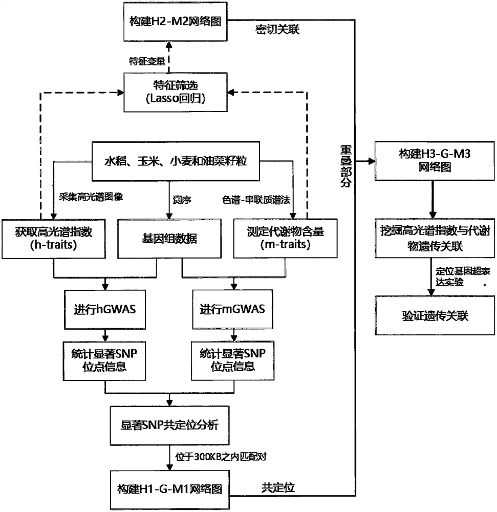 Method for detection and genetic analysis of crop grain metabolic traits based on hyperspectral imaging