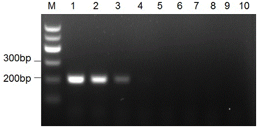 Reverse transcription loop-mediated isothermal amplification kit for detecting pestedes petits ruminants viruses