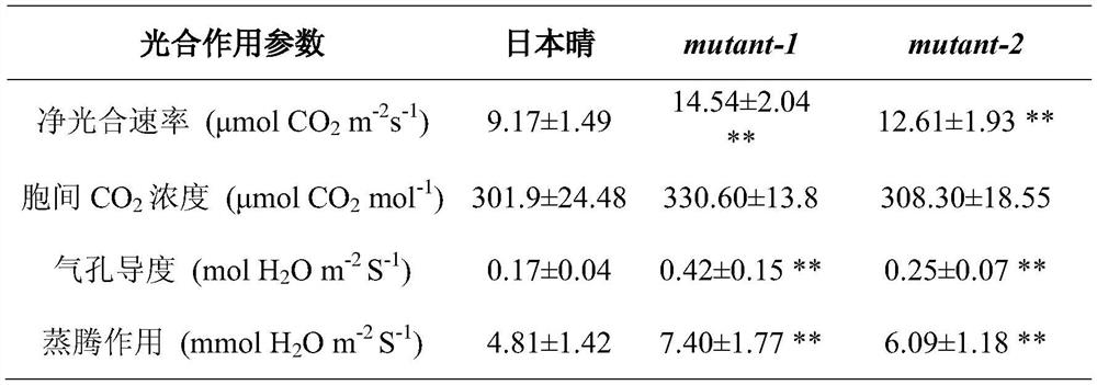 Rice High Photosynthetic Efficiency Gene and Its Application