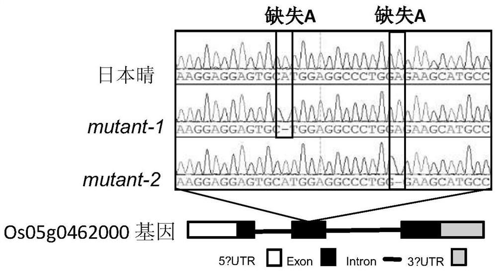 Rice High Photosynthetic Efficiency Gene and Its Application