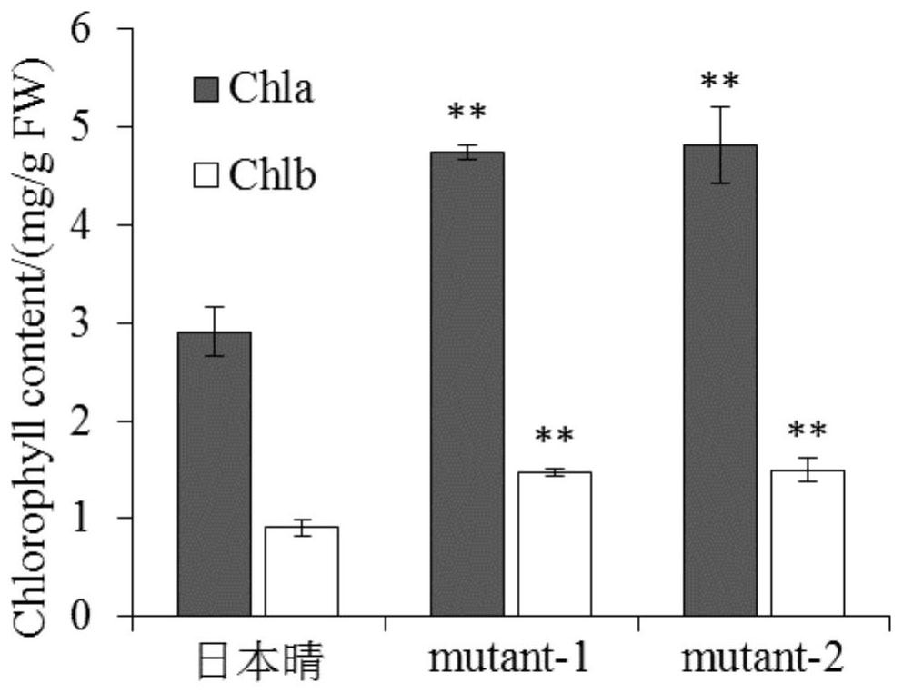 Rice High Photosynthetic Efficiency Gene and Its Application