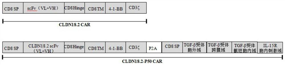 Immune cell capable of simultaneously expressing fusion protein and chimeric antigen receptor and application of immune cell