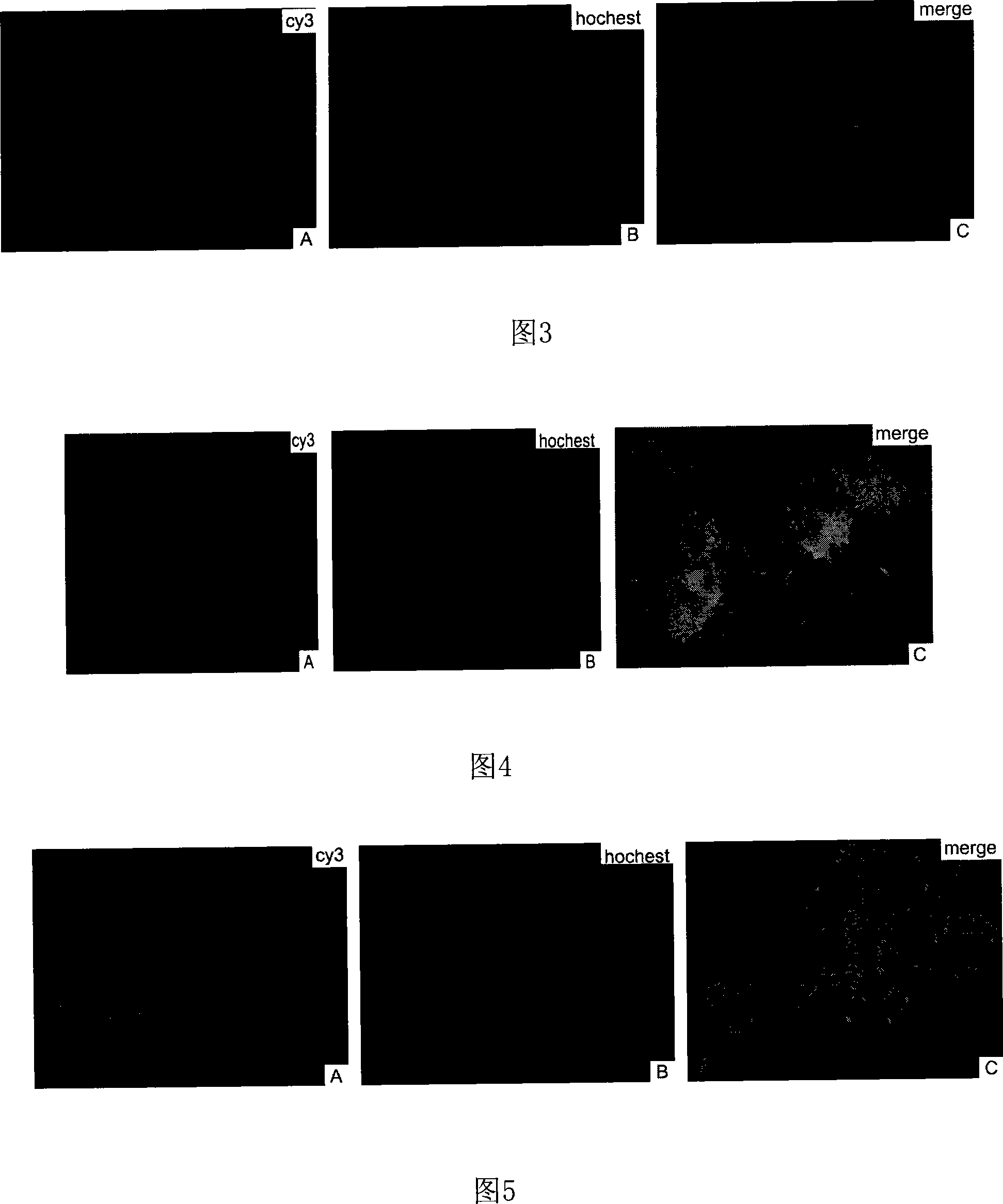 Method for inducing differentiation of human embryo mesenchymal stem cells into pancreatic islet beta-like cell