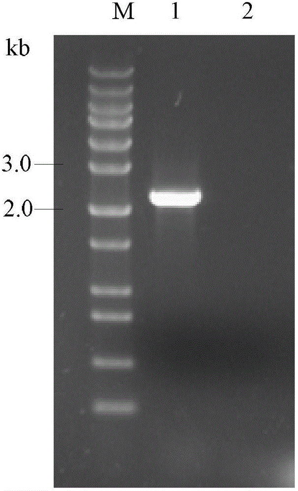 Method for heterologously expressing active membrane proteins by using Pichia pastoris expression system