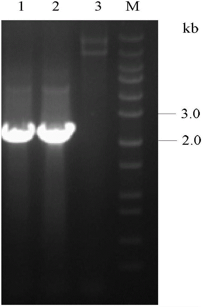 Method for heterologously expressing active membrane proteins by using Pichia pastoris expression system