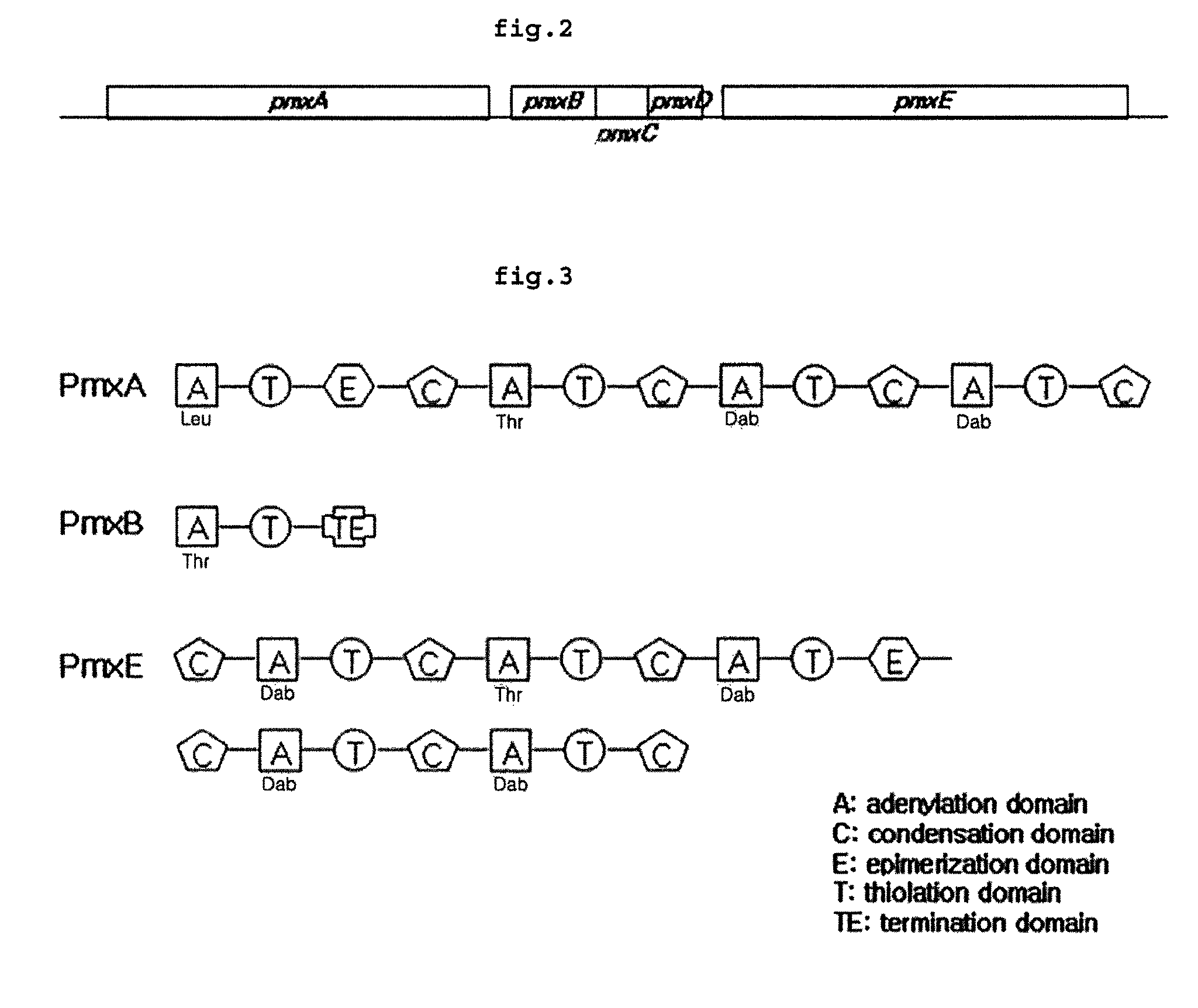 Polymyxin synthetase and gene cluster thereof