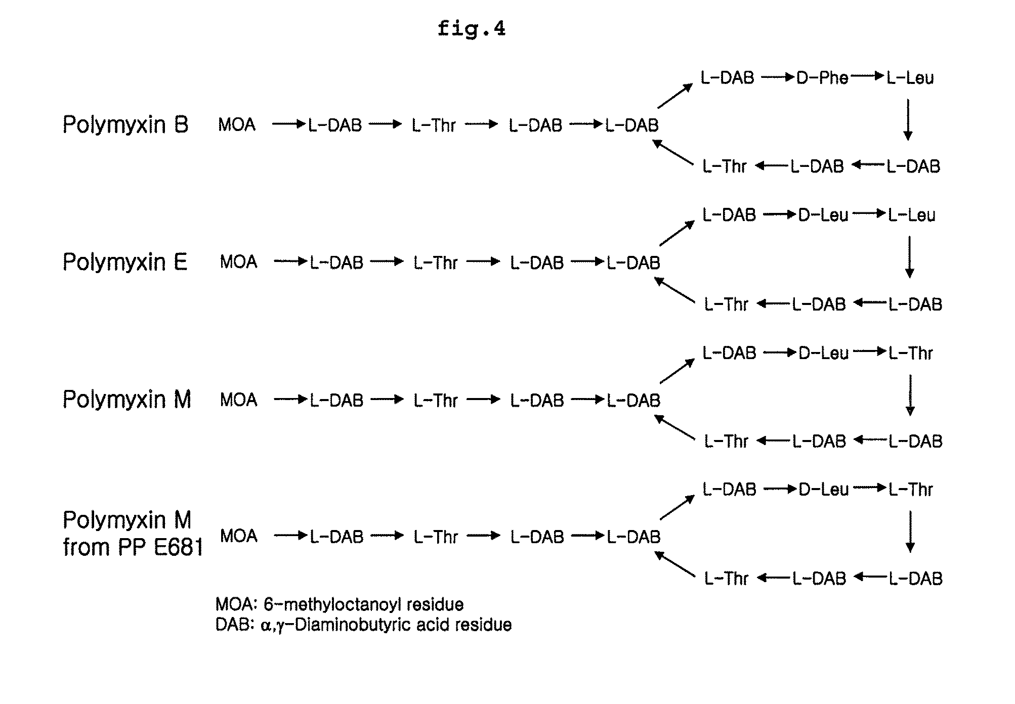 Polymyxin synthetase and gene cluster thereof