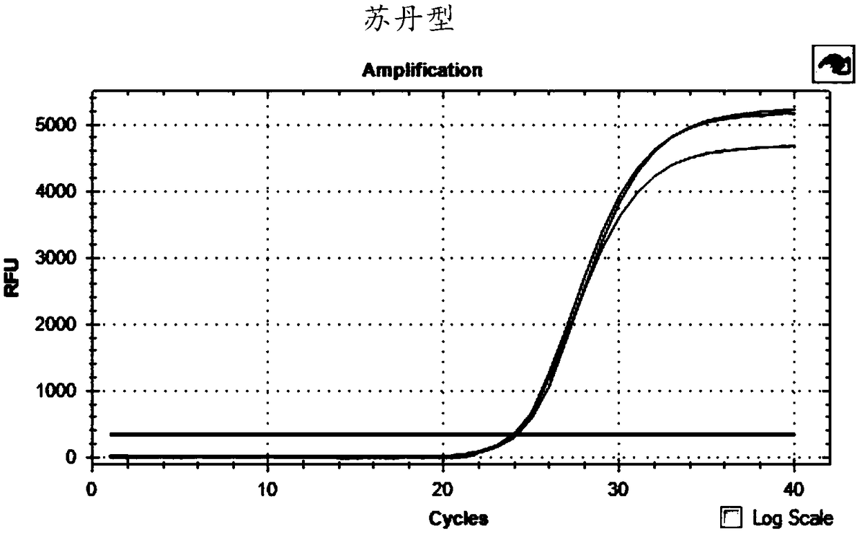 Ebola virus typing detection primer, probe and kit