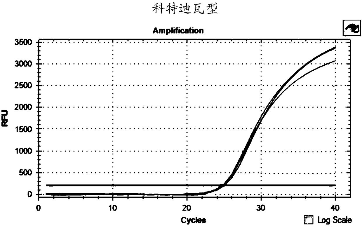 Ebola virus typing detection primer, probe and kit