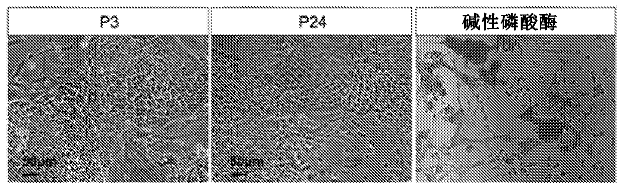 Efficient derivation of stable pluripotent bovine embryonic stem cells