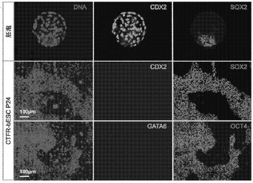 Efficient derivation of stable pluripotent bovine embryonic stem cells