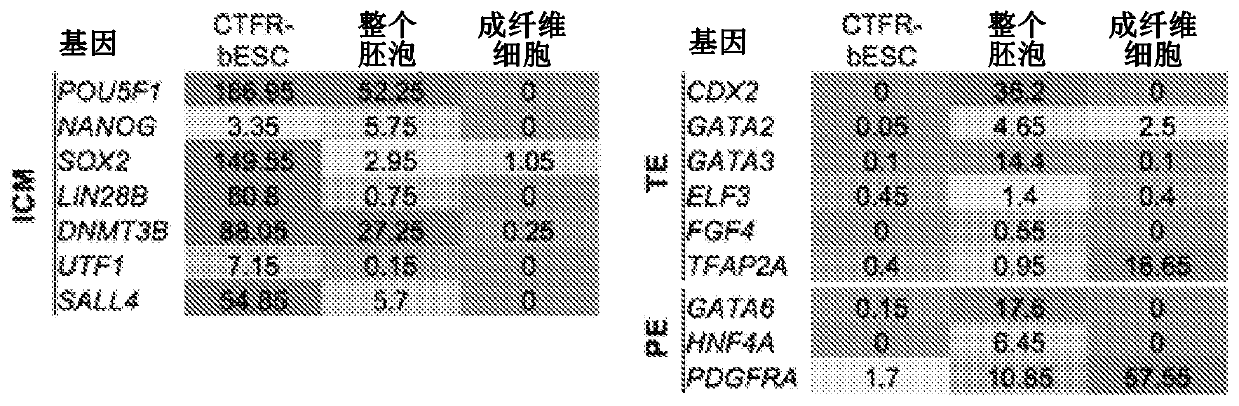 Efficient derivation of stable pluripotent bovine embryonic stem cells