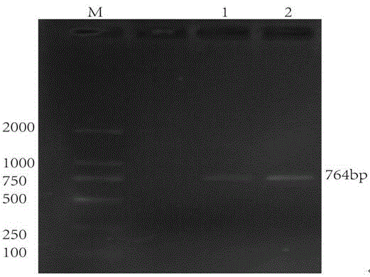 Soybean type bacillus subtilis proteinase gene and application