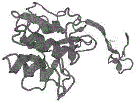 Soybean type bacillus subtilis proteinase gene and application