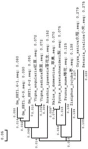 Soybean type bacillus subtilis proteinase gene and application