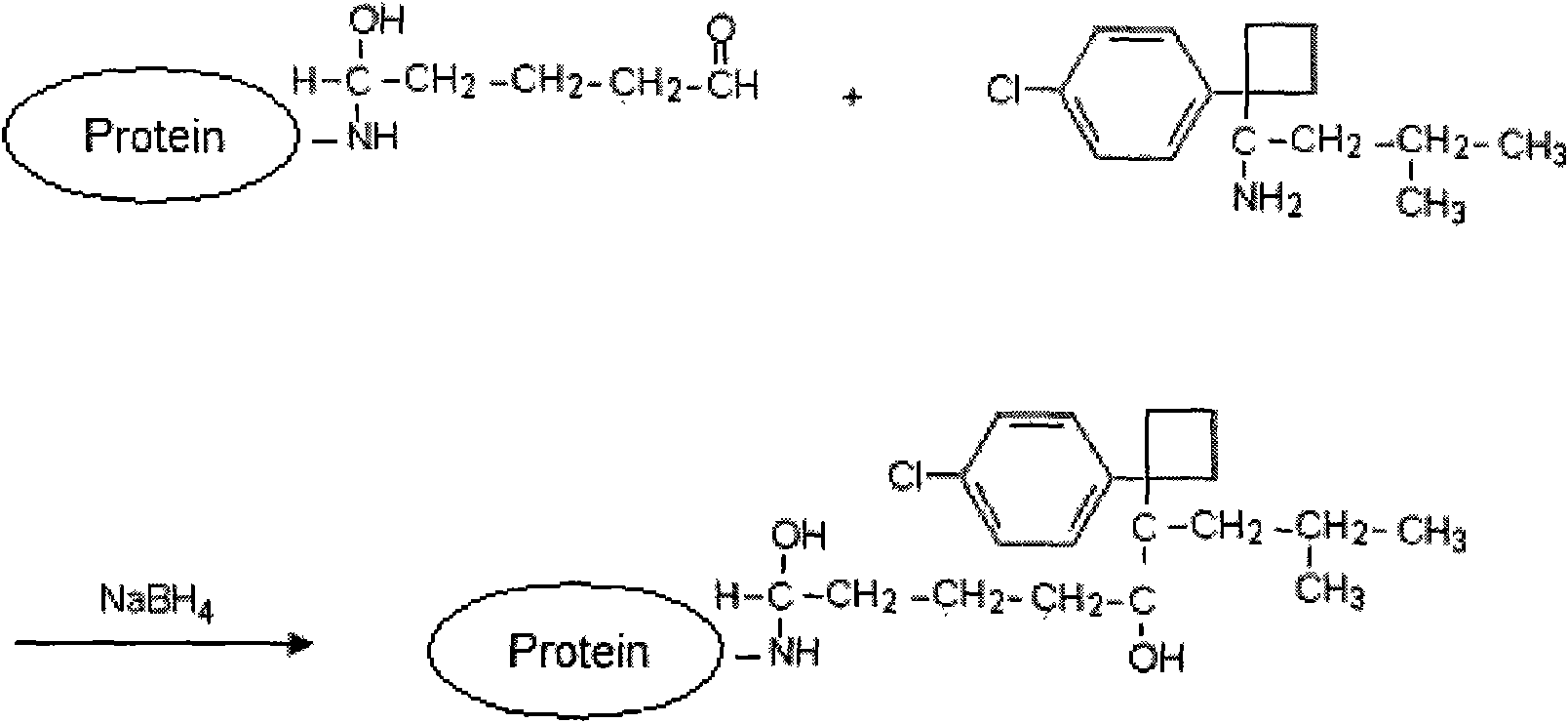 Preparation of monoclonal antibody of specific combined sibutramine and demethylated sibutramine