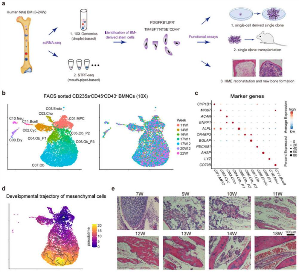 Method, probe and kit for identifying human embryo bone marrow-derived mesenchymal stem cells and application of method, probe and kit