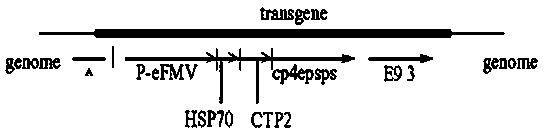 Qualitative PCR (polymerase chain reaction) detection primers and detection method for specificity of transgenic alfalfa J101 strain