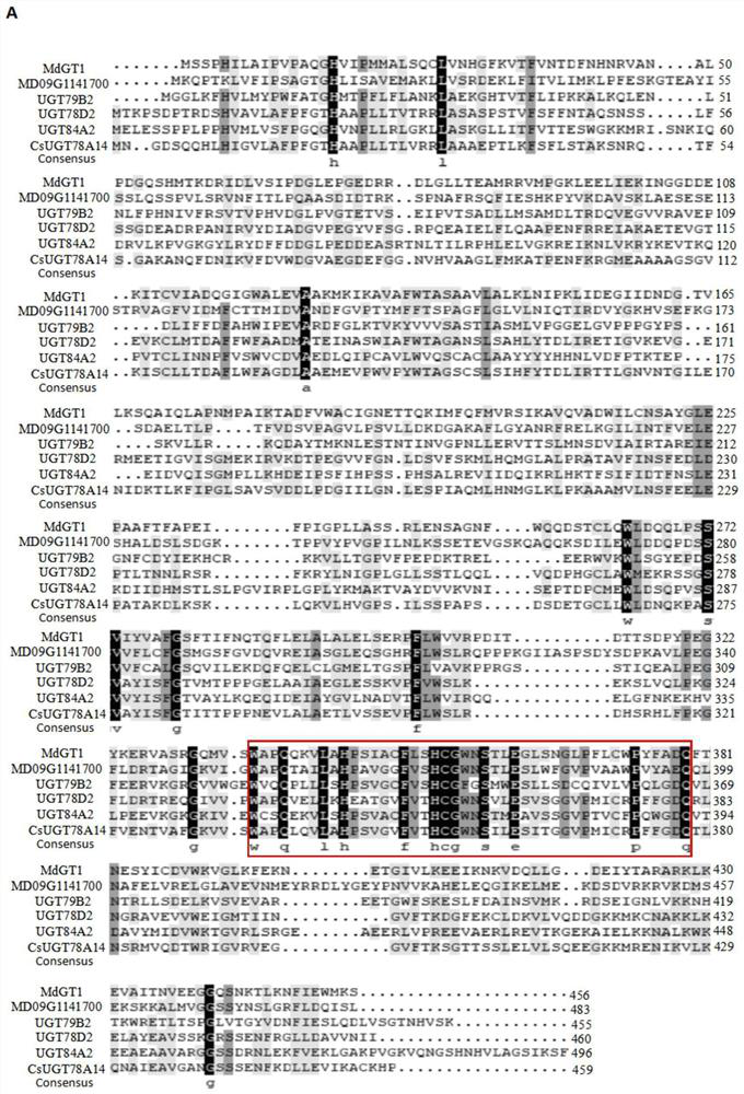 An apple flavonoid glycosyltransferase gene mdgt1 and its application