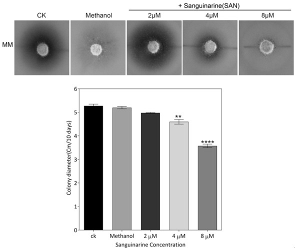 Sanguinarine stimulates rice resistance and its application in rice blast resistance