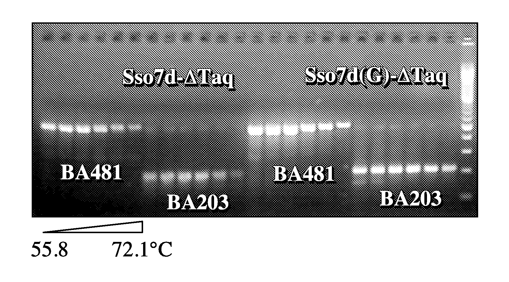 Sso7-Polymerase Conjugate Proteins