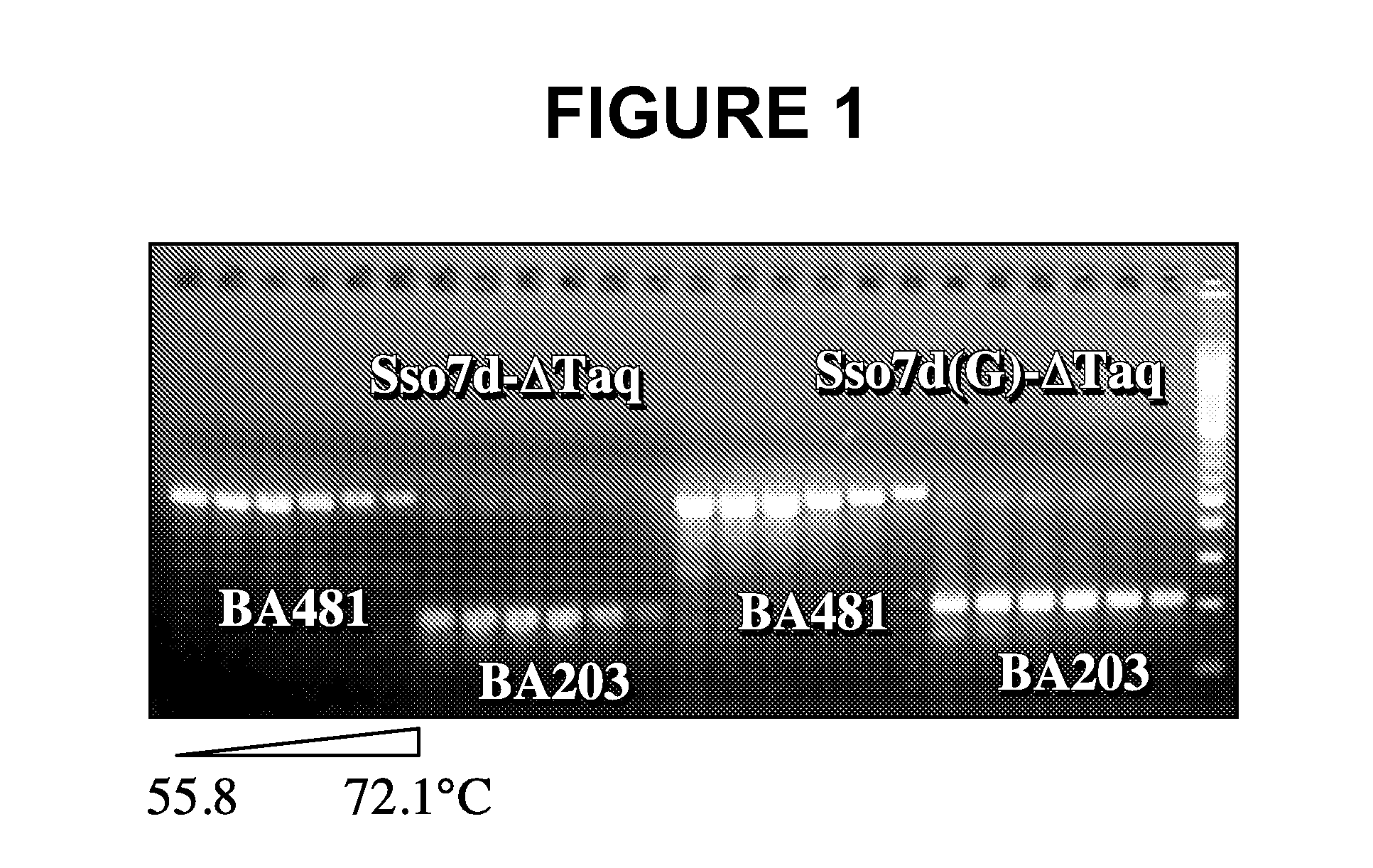 Sso7-Polymerase Conjugate Proteins