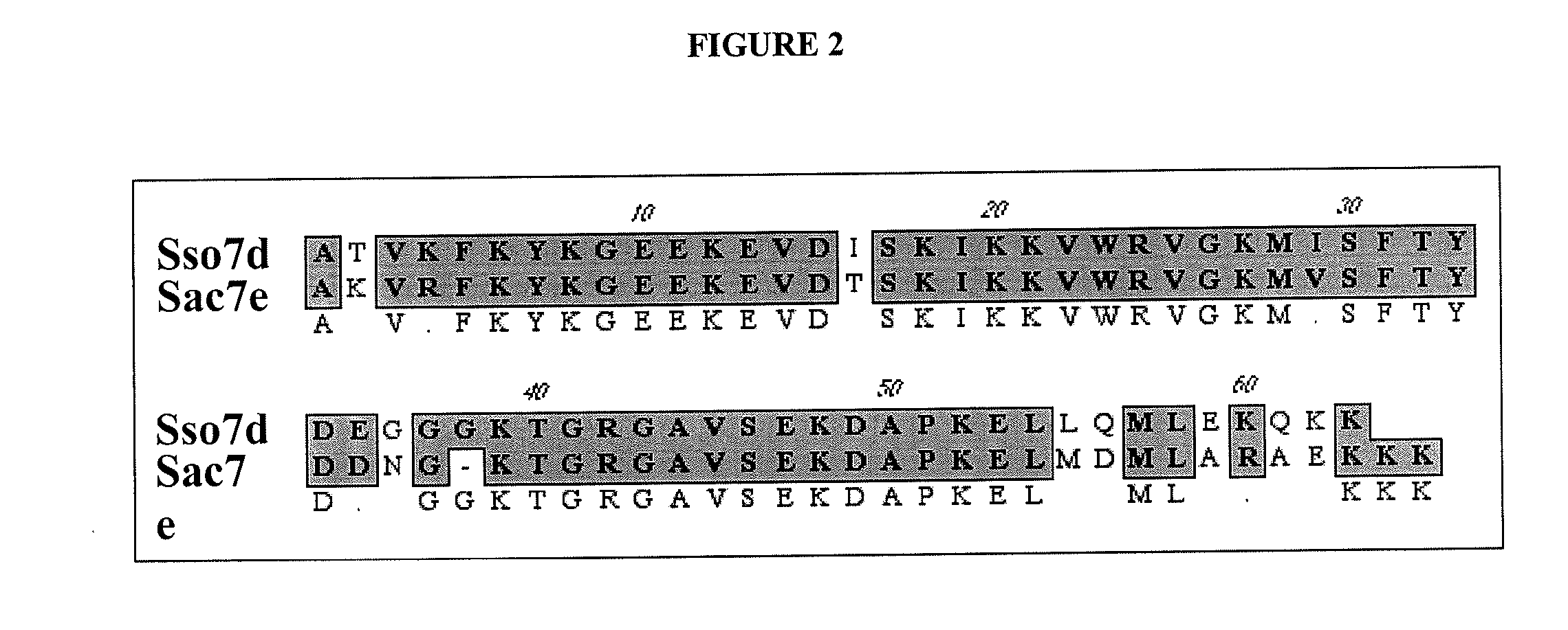 Sso7-Polymerase Conjugate Proteins