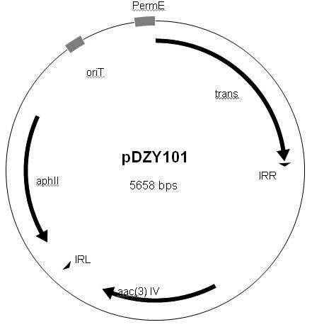 Streptomyces minitype transposable mutation system as well as construction method and application thereof