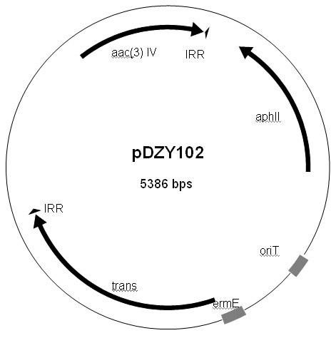 Streptomyces minitype transposable mutation system as well as construction method and application thereof