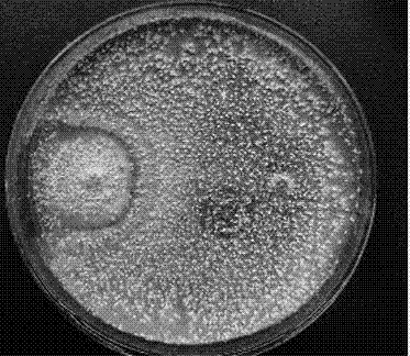 Talaromyces flavus and application of same in prevention of plant pathogens