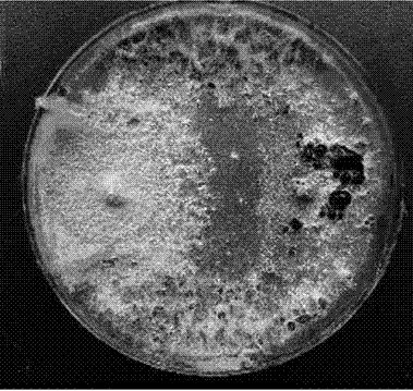 Talaromyces flavus and application of same in prevention of plant pathogens