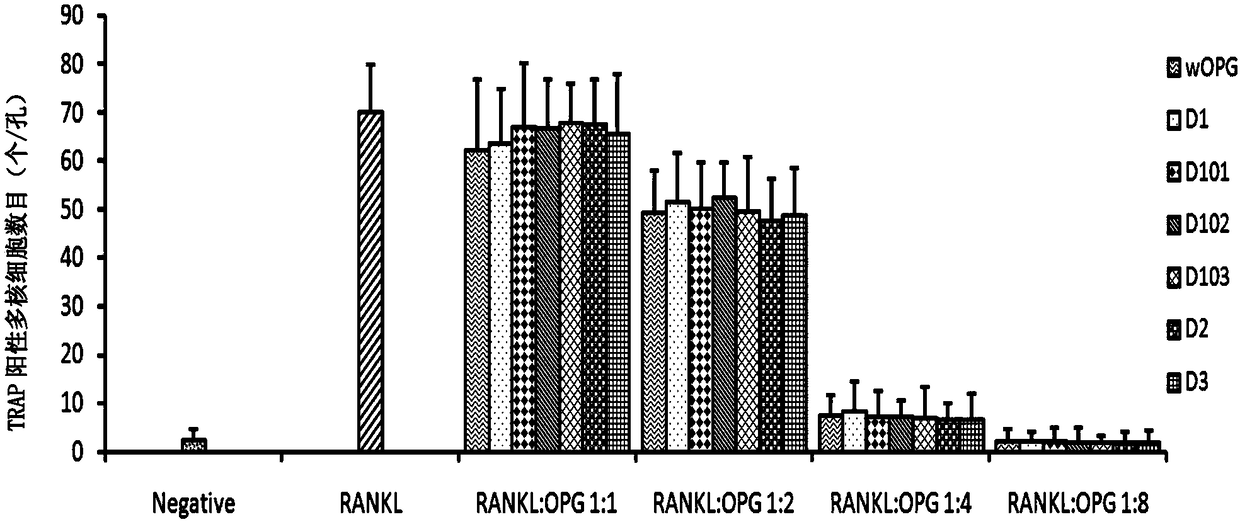 Mutant protein of osteoprotegerin, as well as relevant product and application thereof