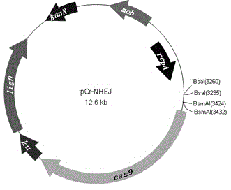 PCr-NHEJ (non-homologous end joining) carrier as well as construction method of pCr-NHEJ carrier and application of pCr-NHEJ carrier in site-specific knockout of bacterial genes