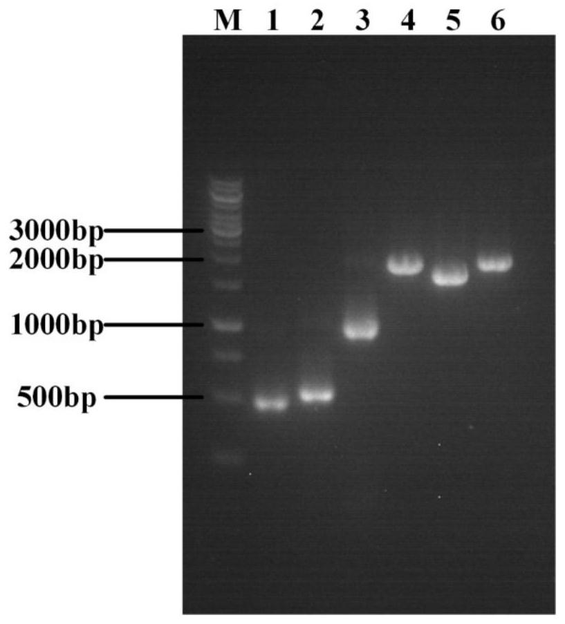 Engineering strain for xylose-induced production of N-acetylneuraminic acid and application of engineering strain