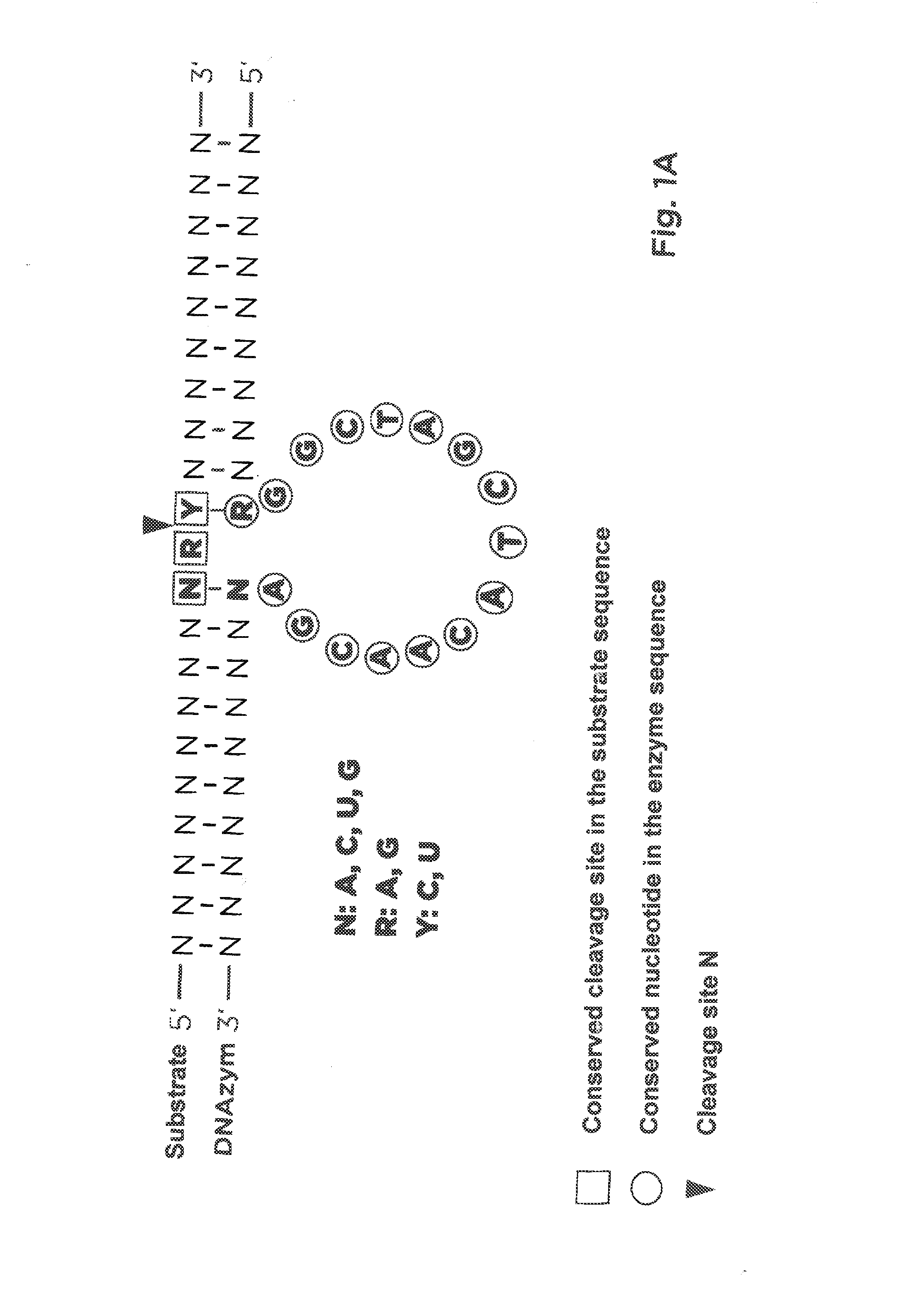 Pharmaceutical composition containing l-dna