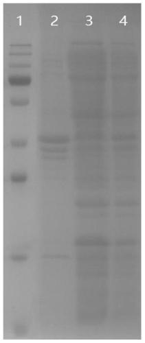 Group B Neisseria meningitidis recombinant pilin Fim, and preparation method and application thereof