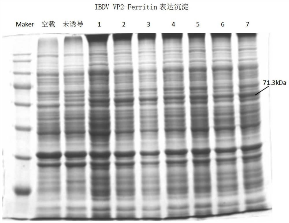 Nanometer antigen particle based on self-assembled ferritin, infectious bursal disease vaccine prepared from nanometer antigen particle, and application